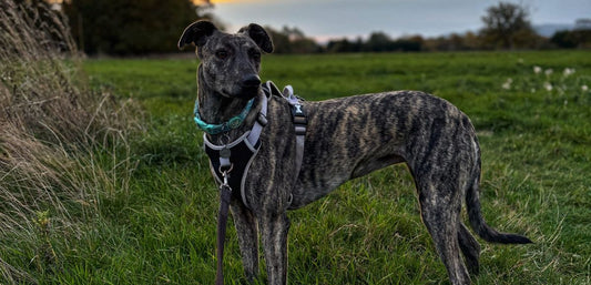 October Dog Walking Challenge for Dementia UK: Week 3