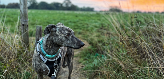 October Dog Walking Challenge for Dementia UK: Week One