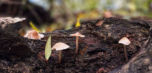 October Dog Walking Challenge for Dementia UK: Week Four